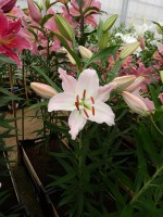 [4364 Perth DJ No01.JPG]